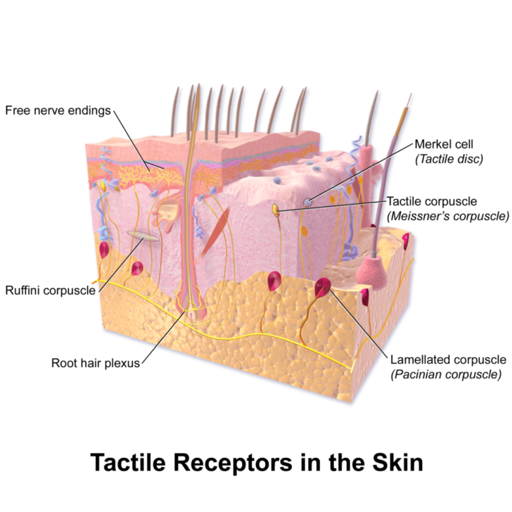 What Is a Sensory Receptor?