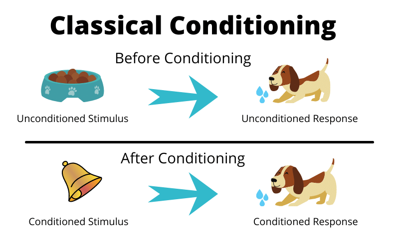 Classical conditioning.