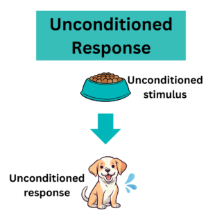 Illustration of the unconditioned response
