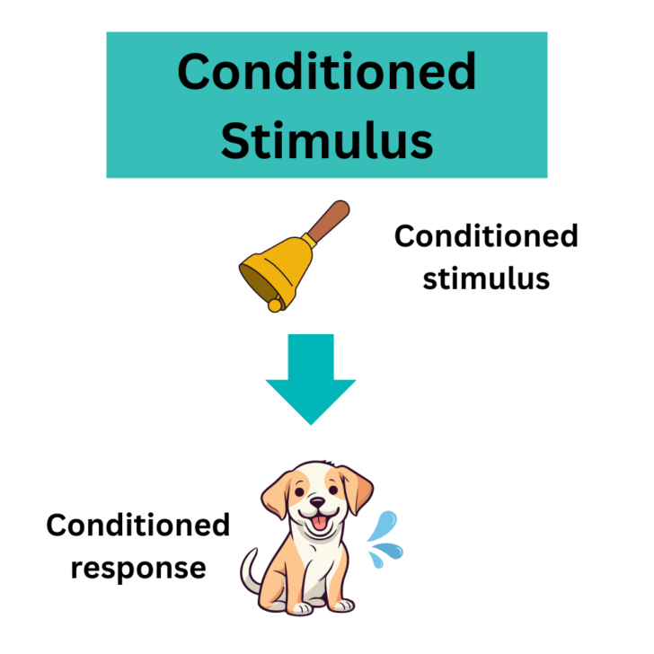 What Is a Conditioned Stimulus in Psychology?