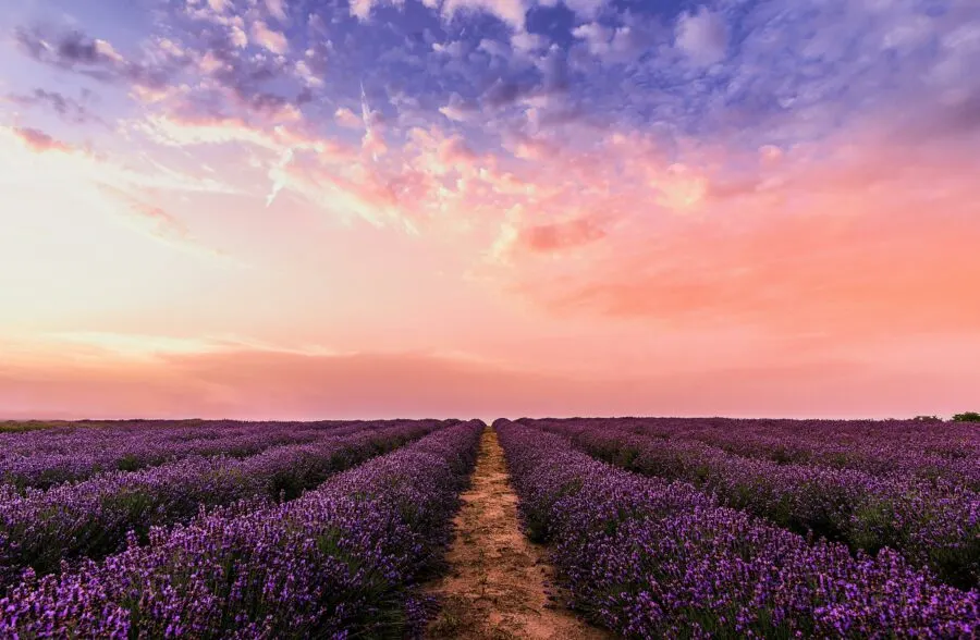 A field of purple flowers that an anthophile would love