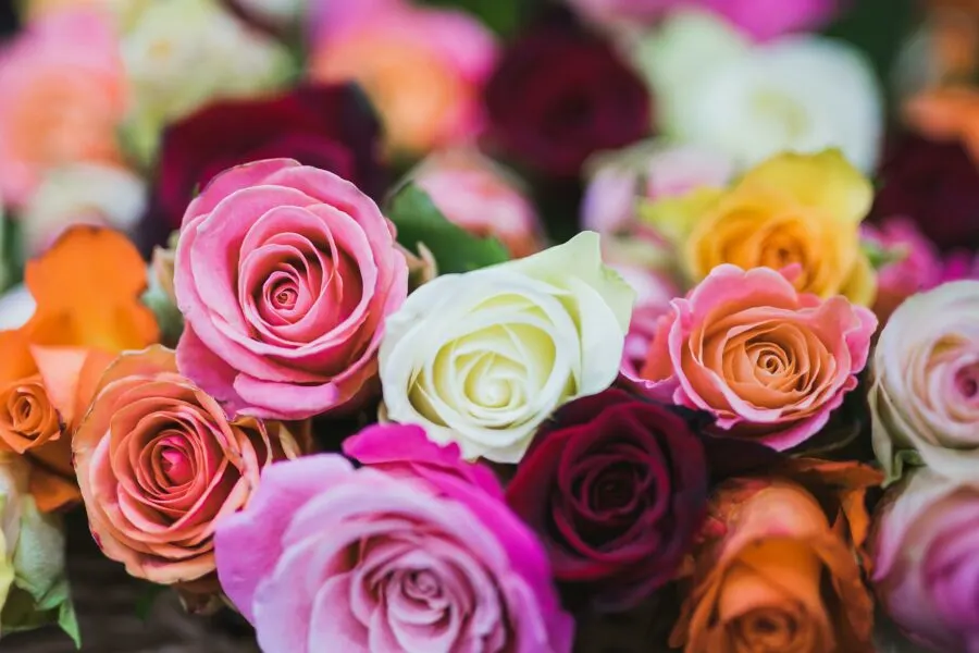 An image of colorful roses that an anthophile would appreciate